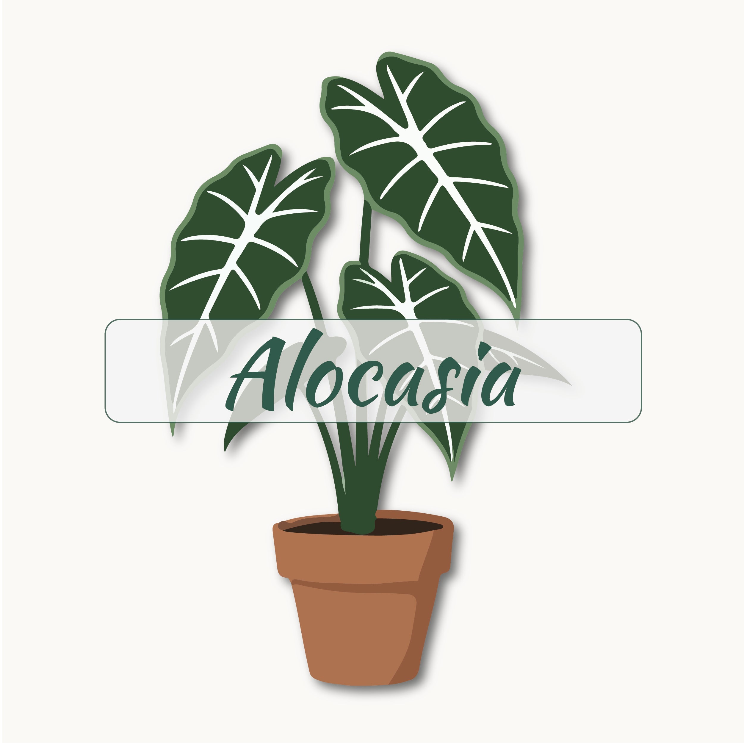 Alocasia