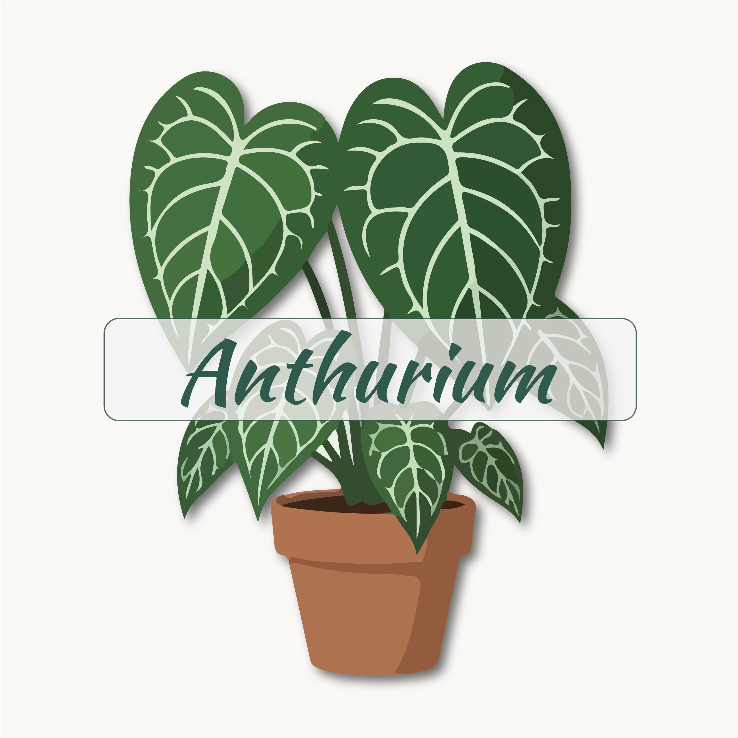 image anthurium