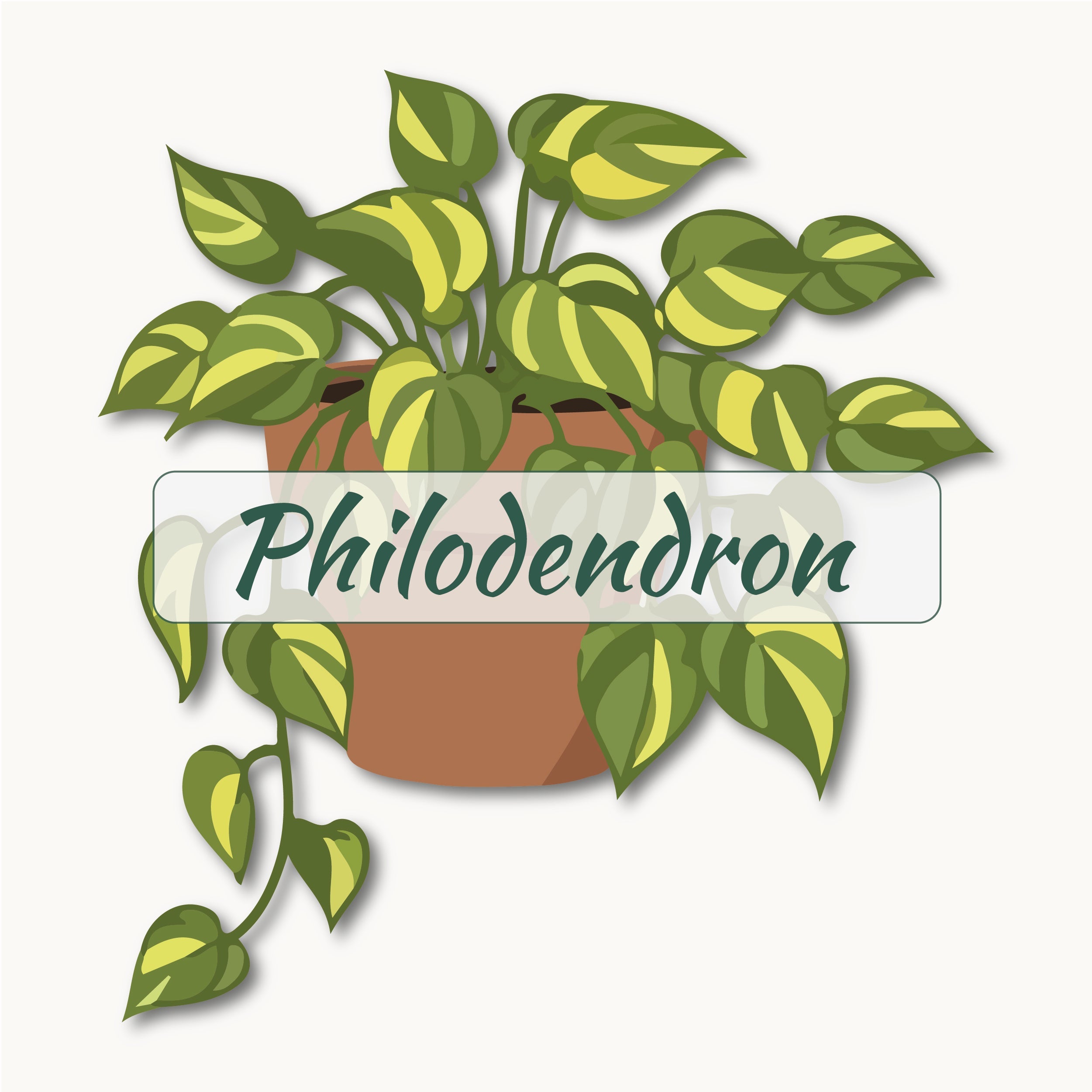 image philodendron