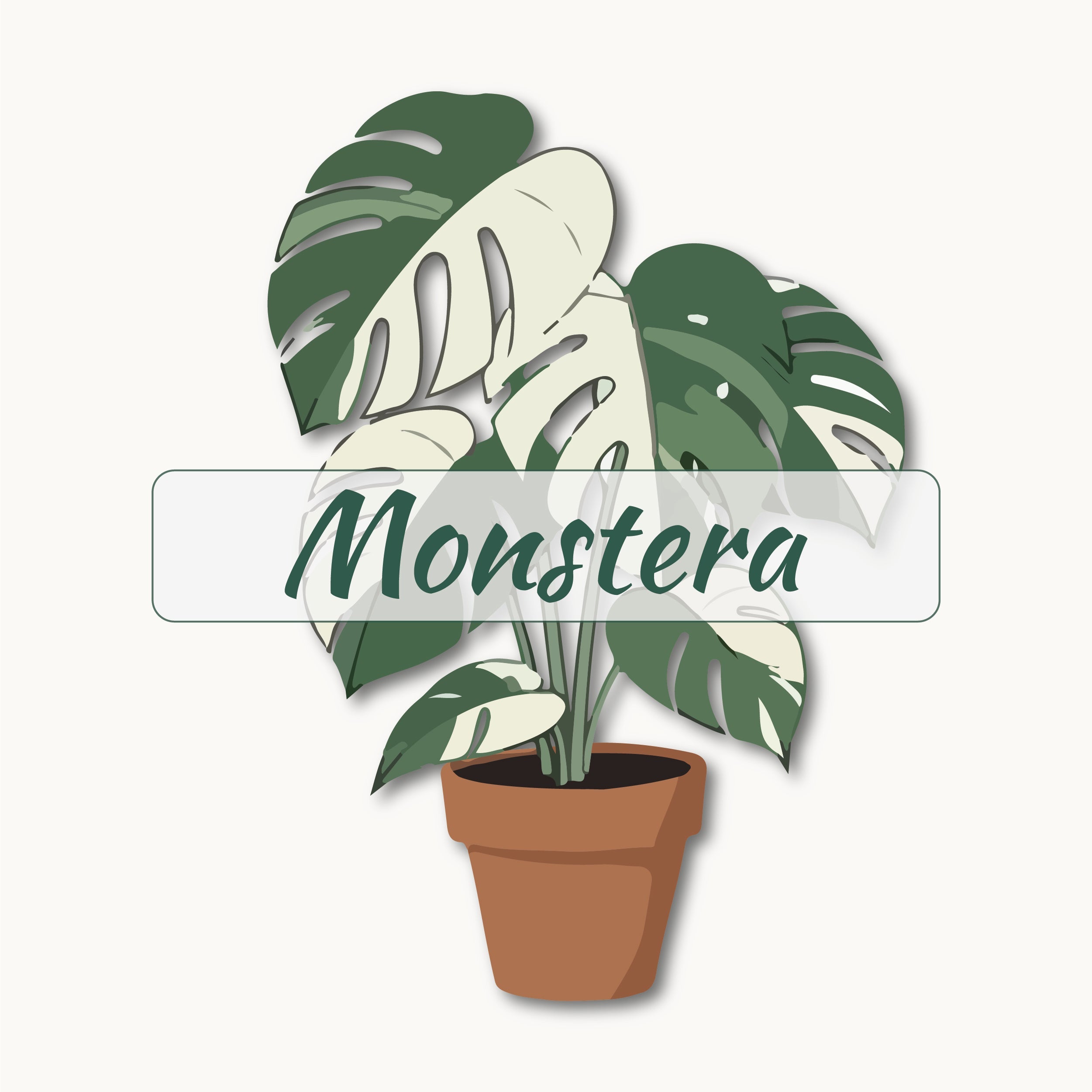 image monstera