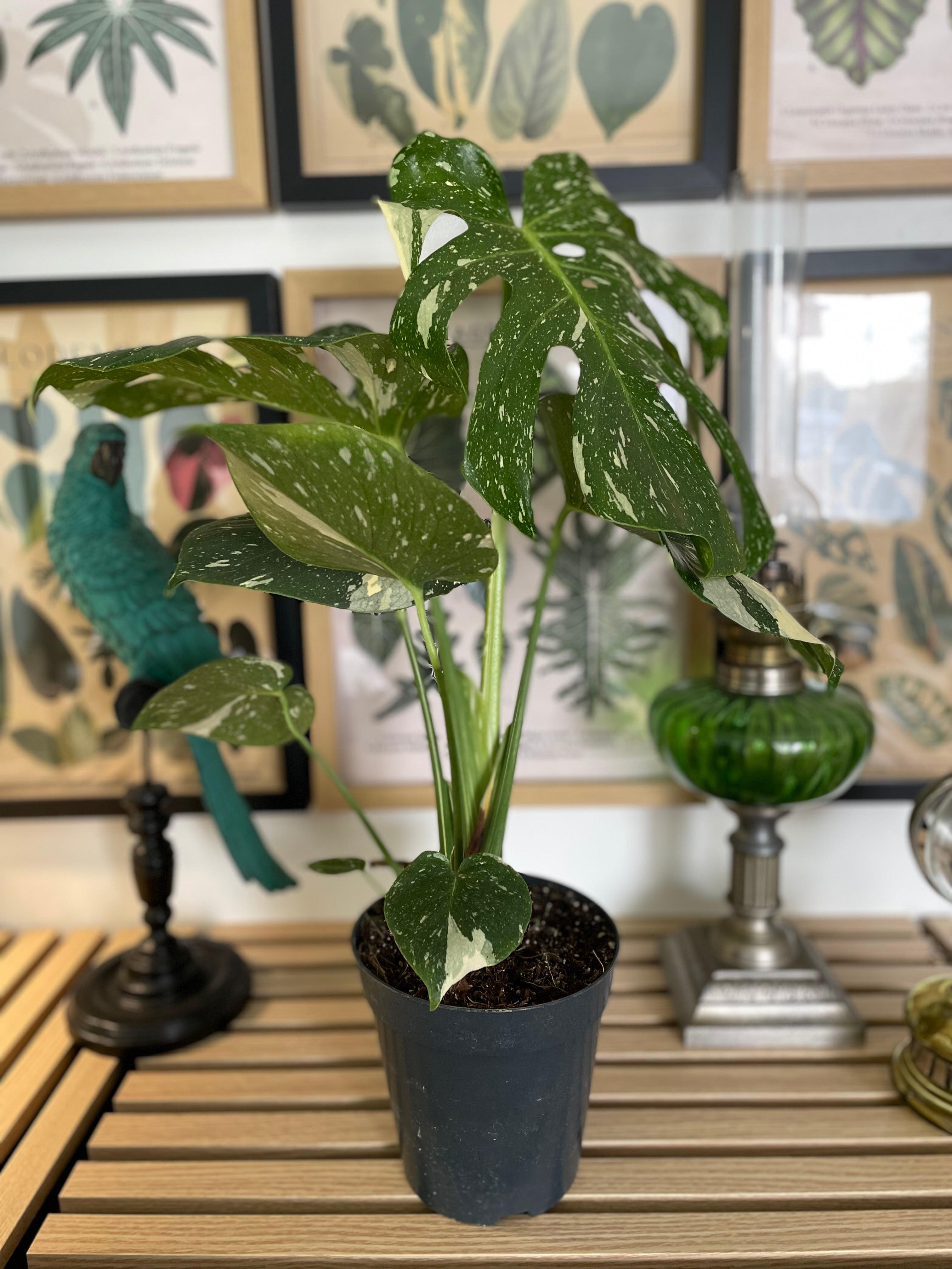 Monstera Thai Constellation