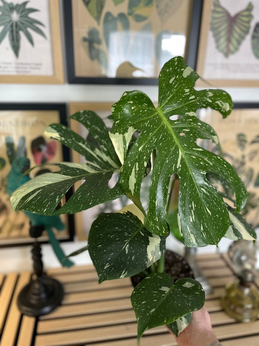 Monstera Thai Constellation