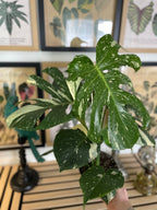 Monstera Thai Constellation