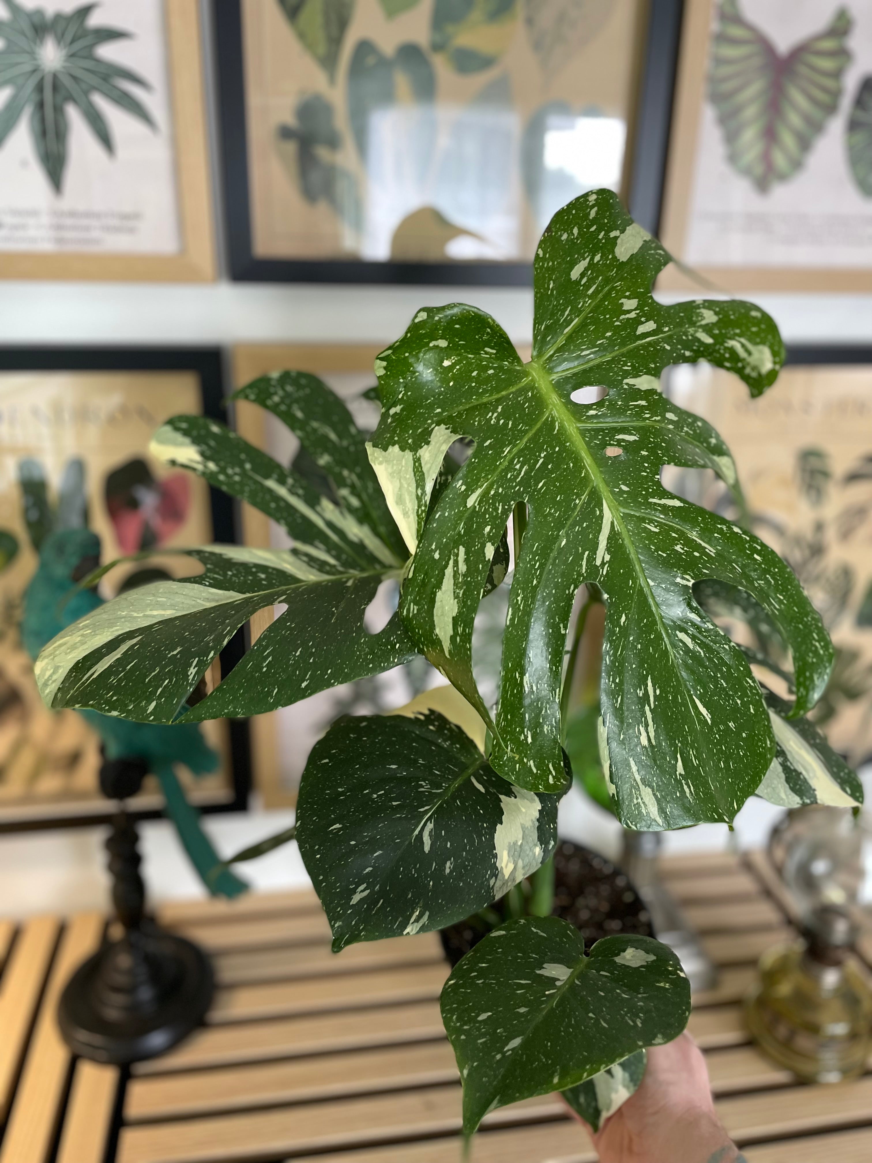 Monstera Thai Constellation
