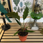 Philodendron Bipinnatifidum Choco Empress