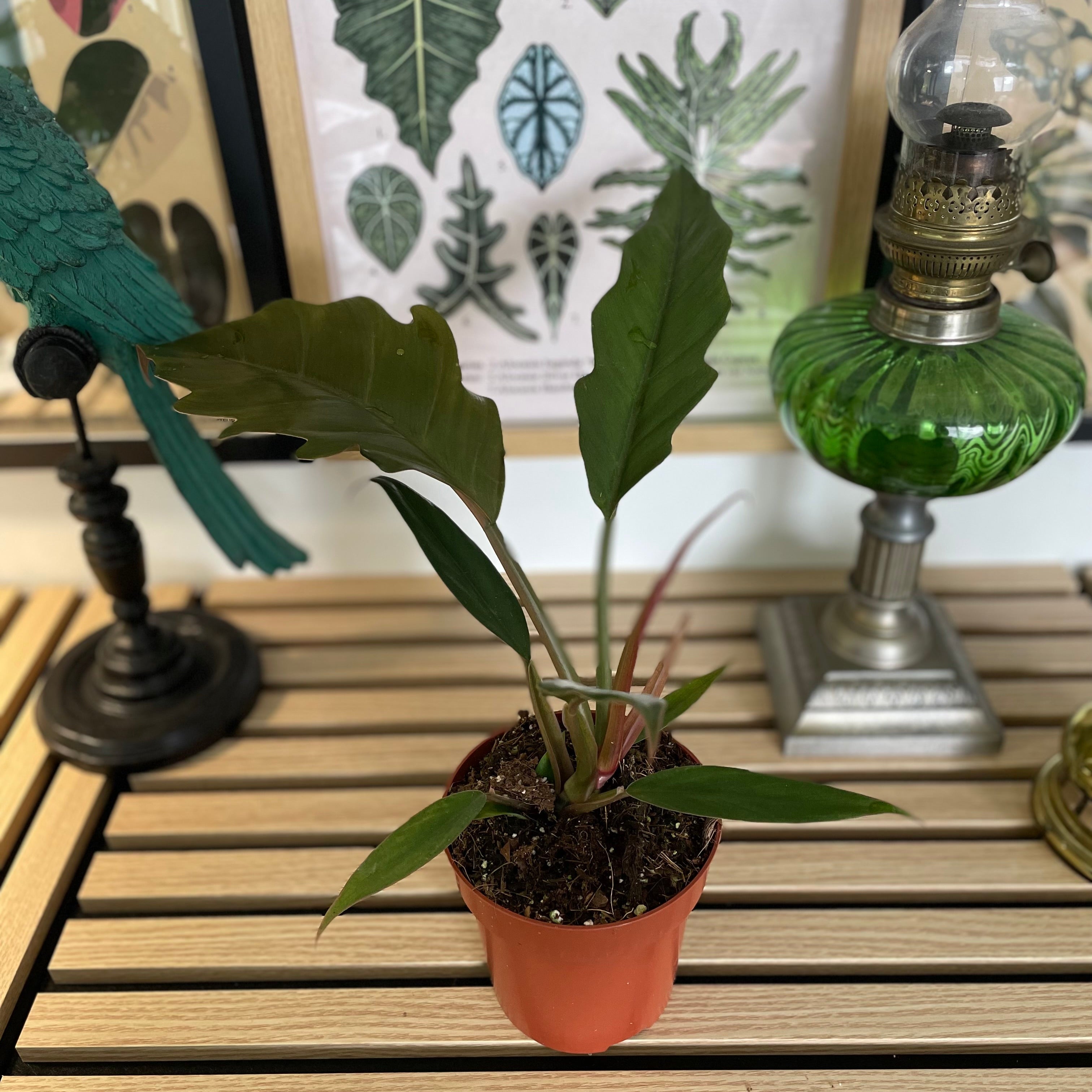 Philodendron Bipinnatifidum Choco Empress