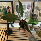 Philodendron Bipinnatifidum Choco Empress