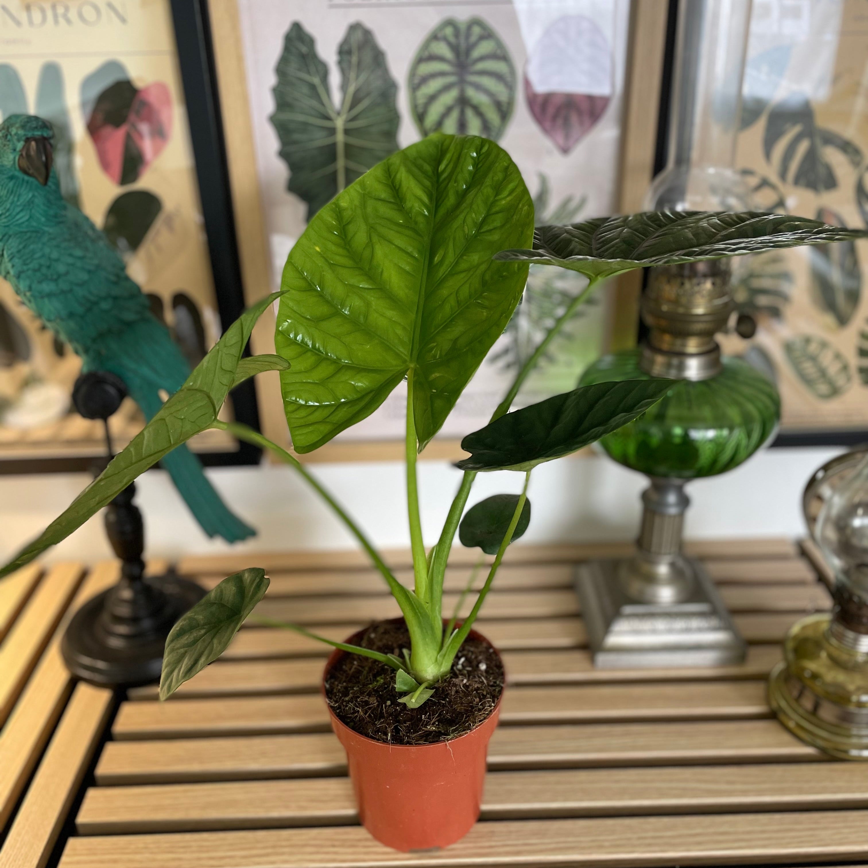 Alocasia Lukiwan