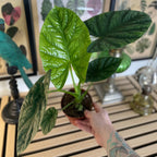 Alocasia Lukiwan
