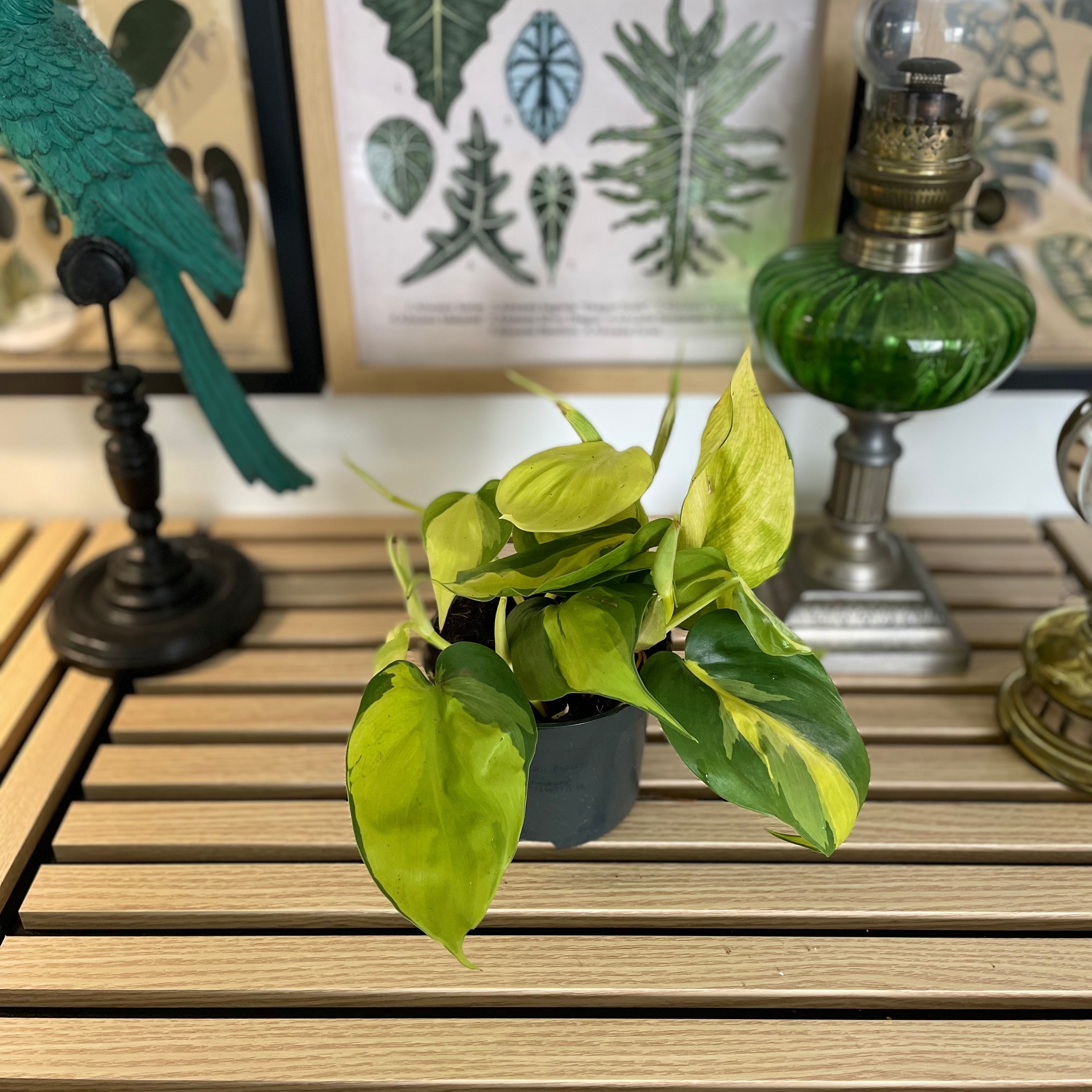 Philodendron scandens Brazil