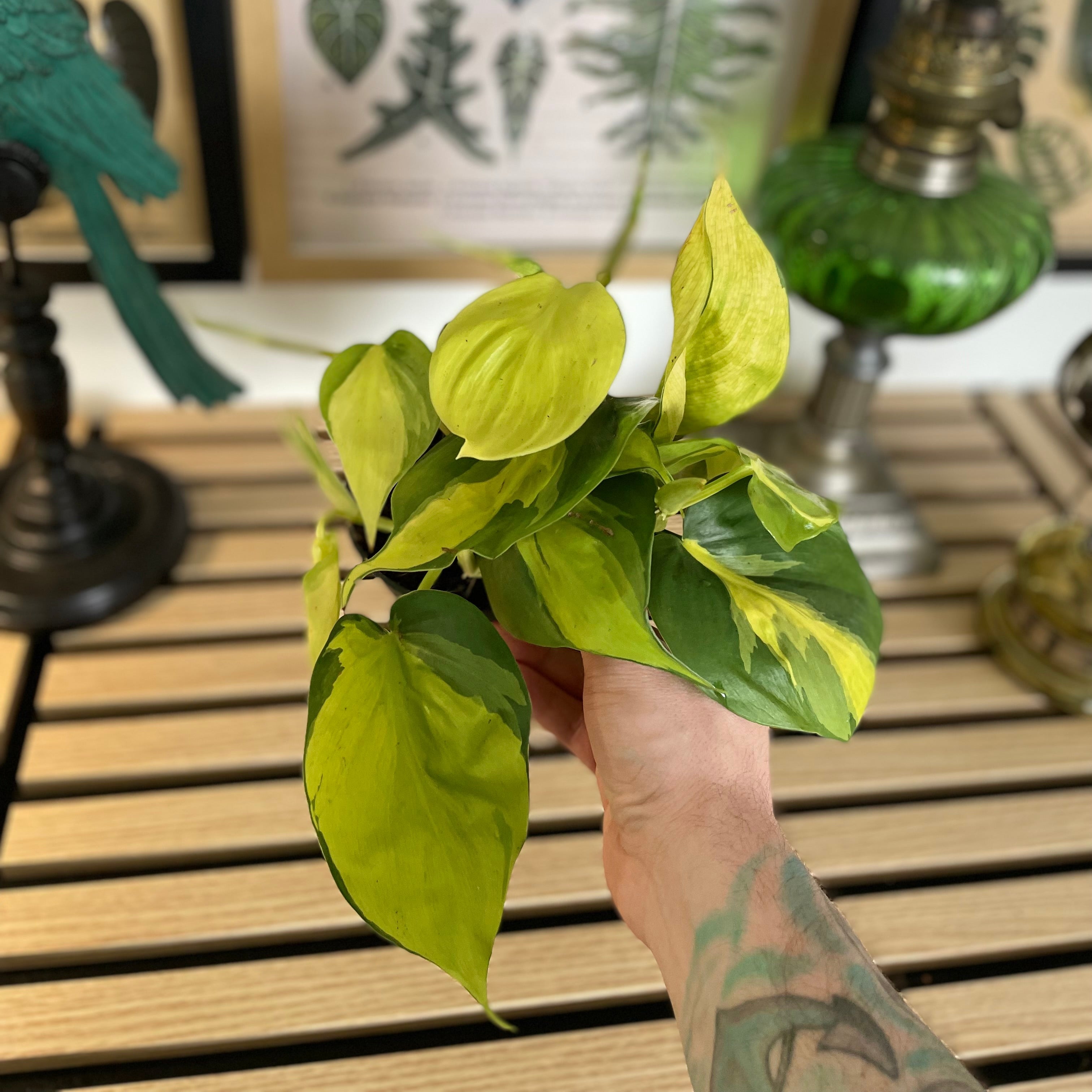 Philodendron scandens Brazil