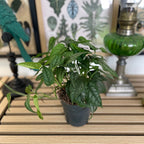 Monstera Siltepecana