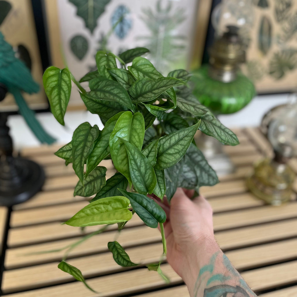 Monstera Siltepecana
