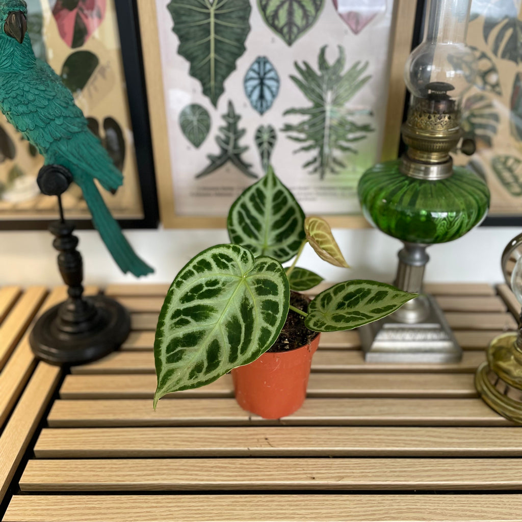Anthurium Silver Blush