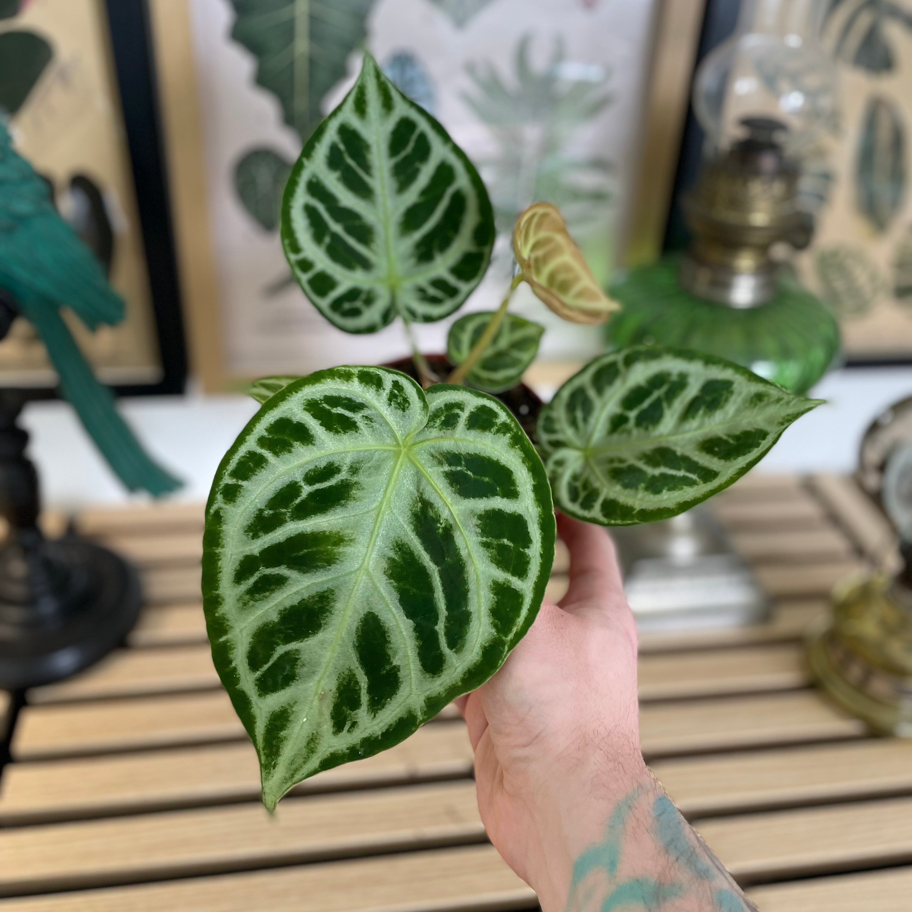 Anthurium Silver Blush