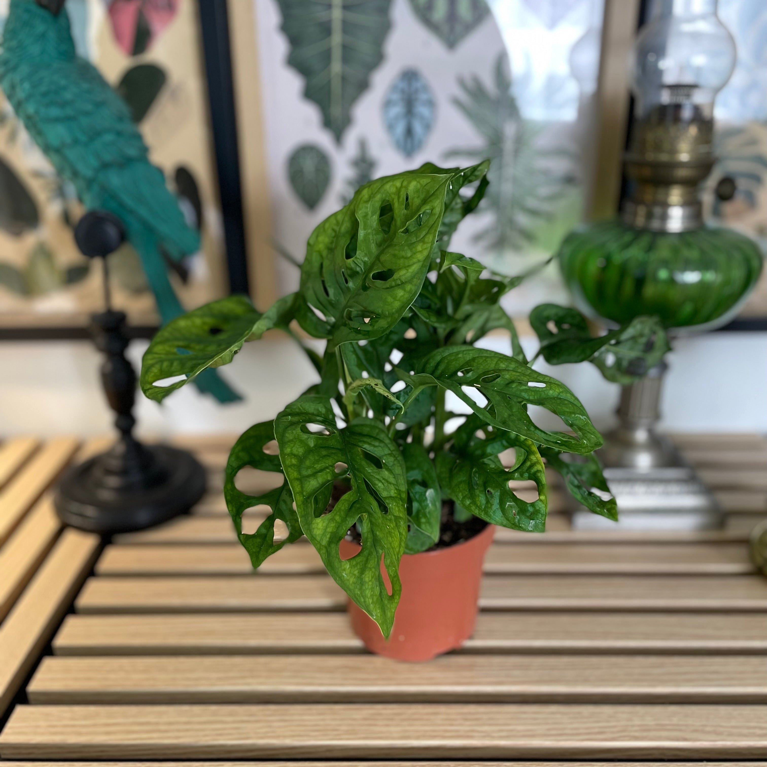 Monstera Adansonii