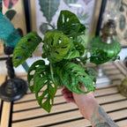 Monstera Adansonii
