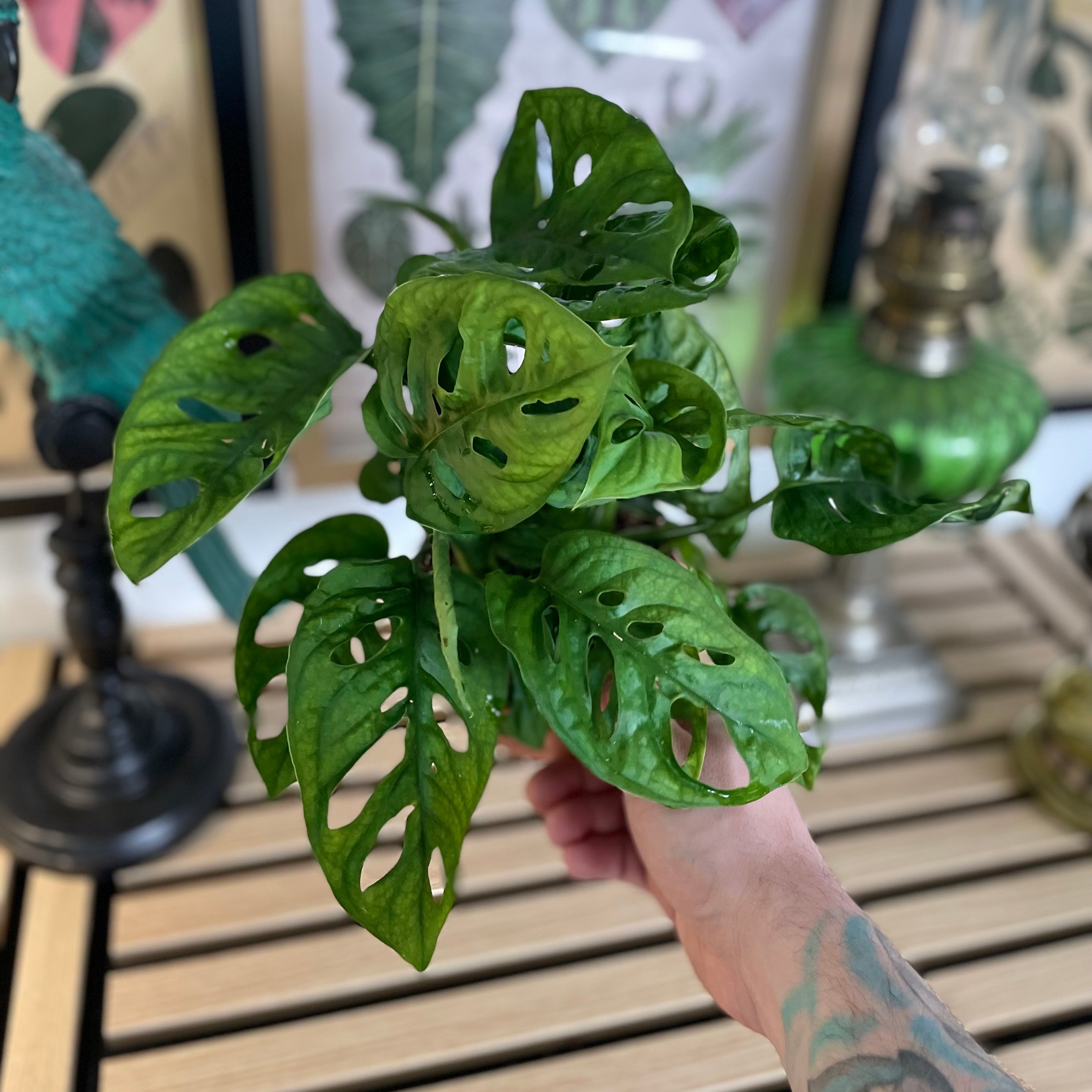 Monstera Adansonii