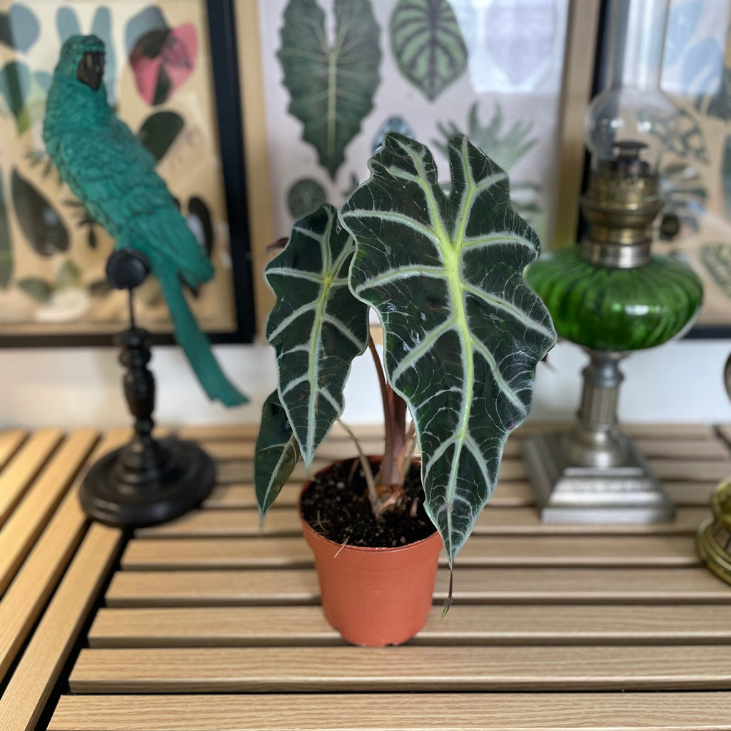 Alocasia Polly