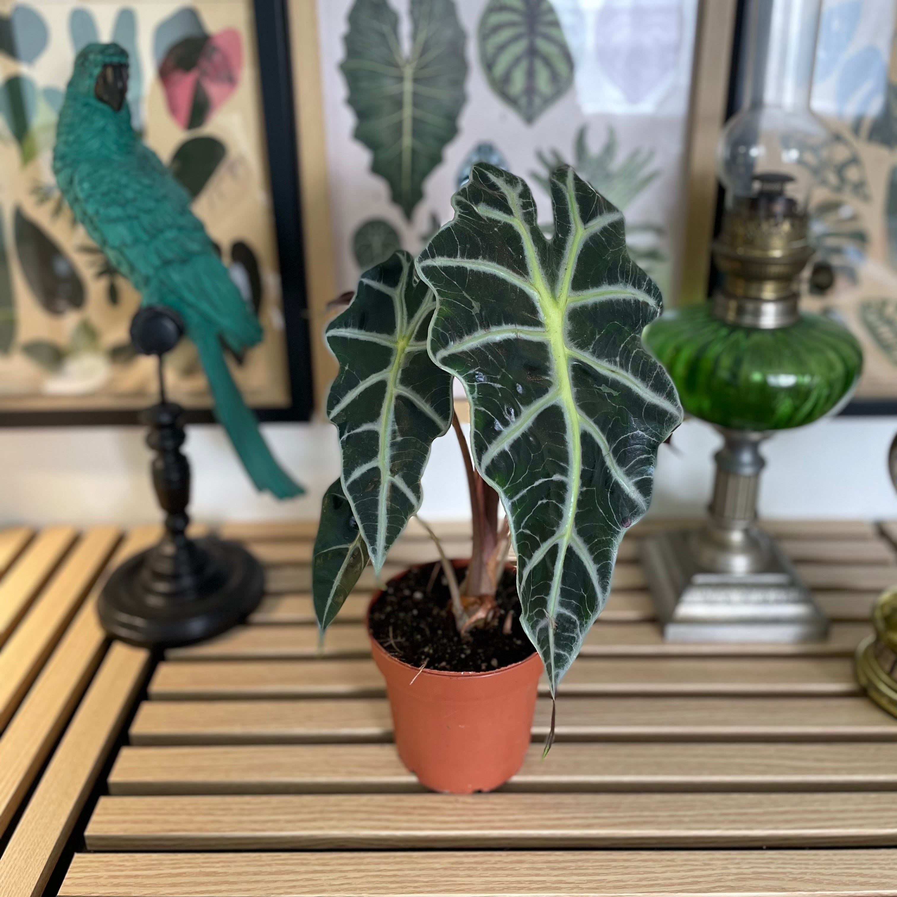 Alocasia Polly