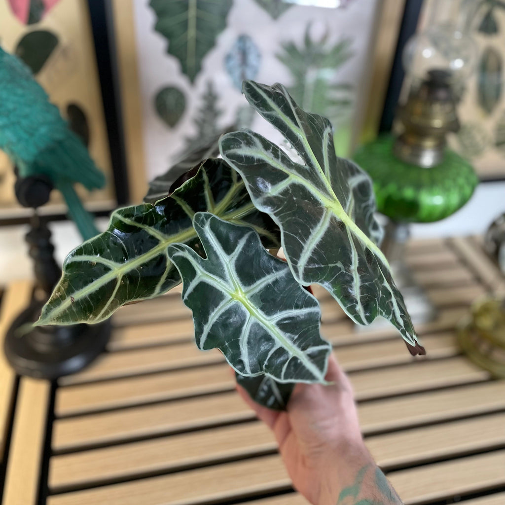 Alocasia Polly