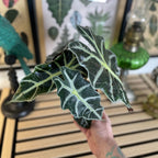 Alocasia Polly