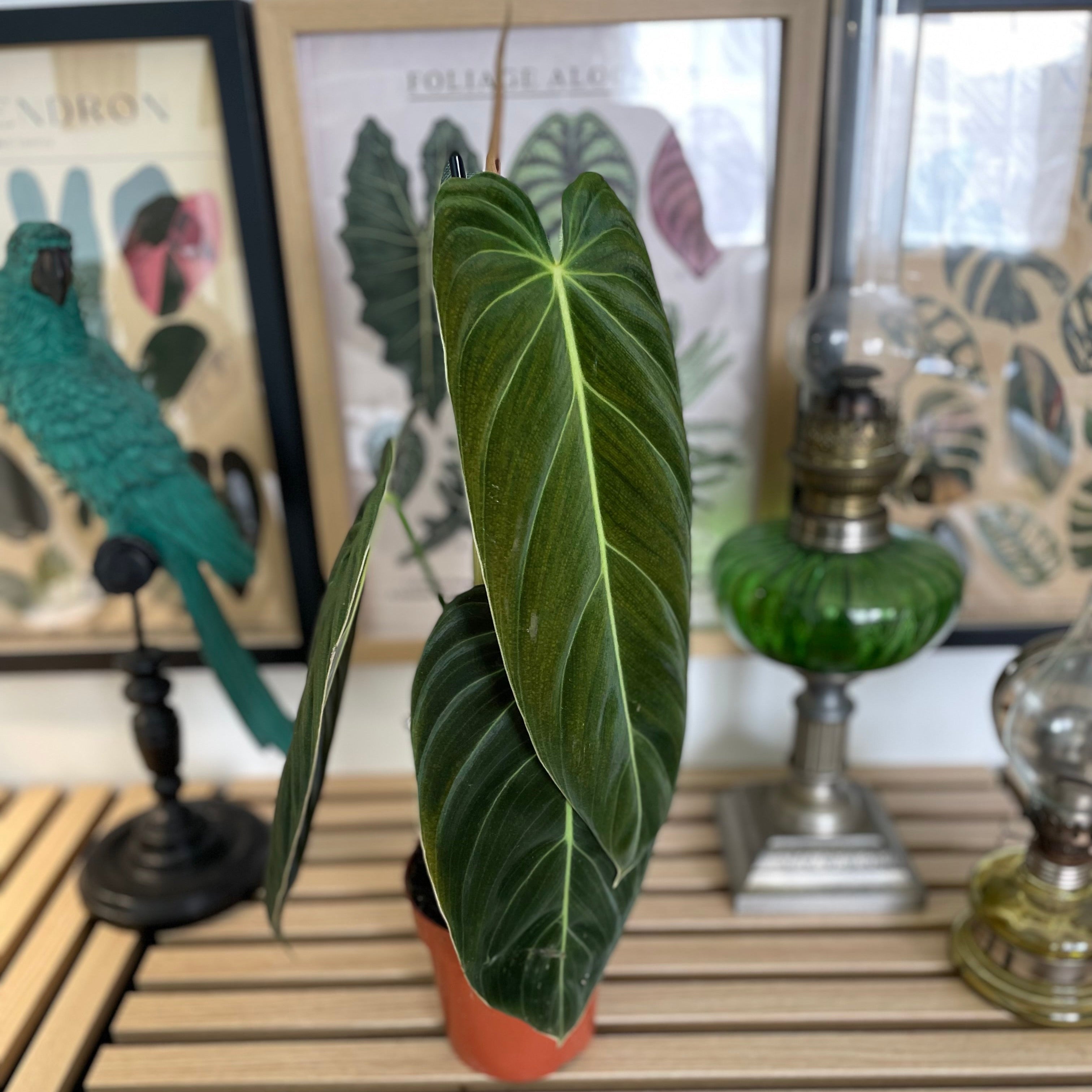 Philodendron Melanochrysum