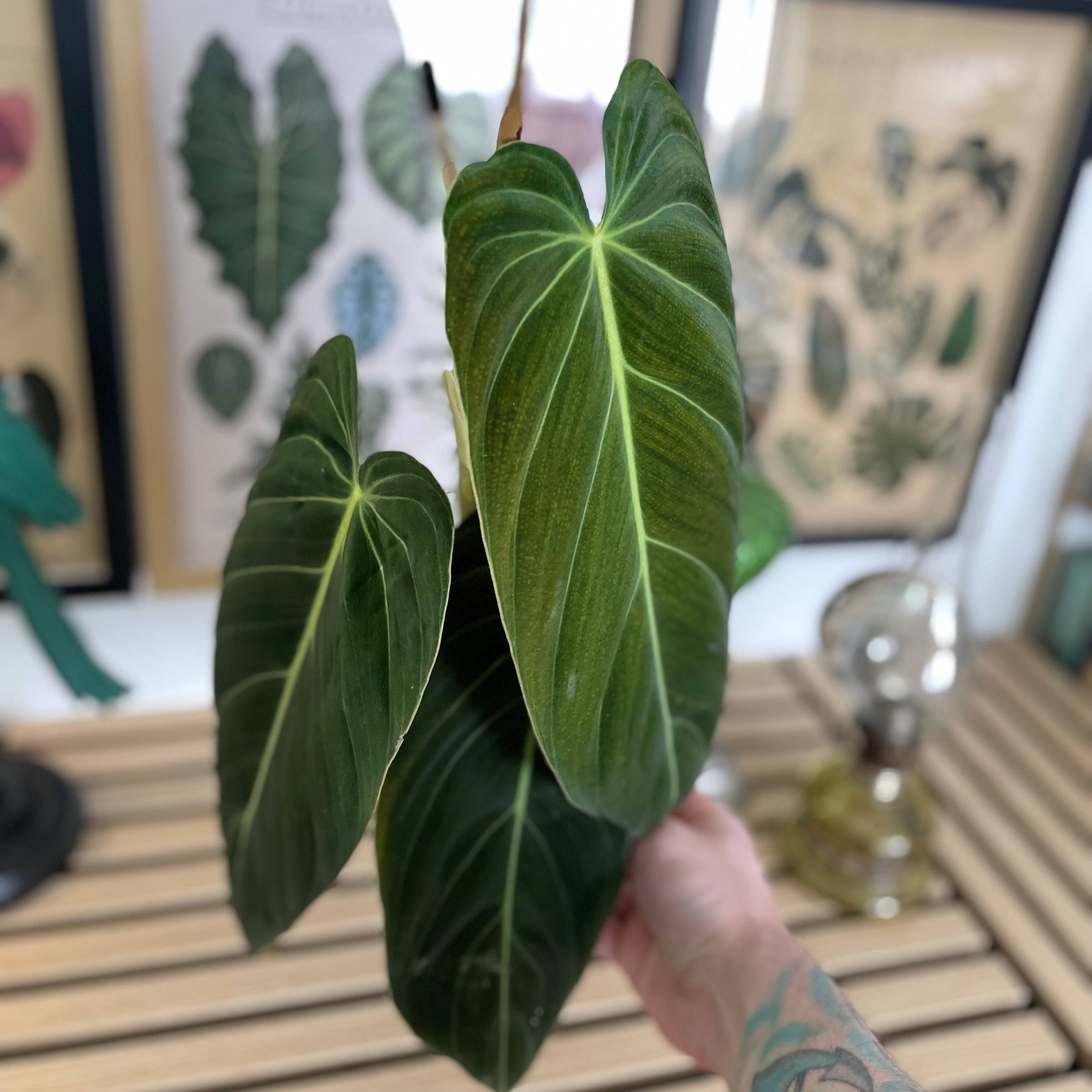 Philodendron Melanochrysum