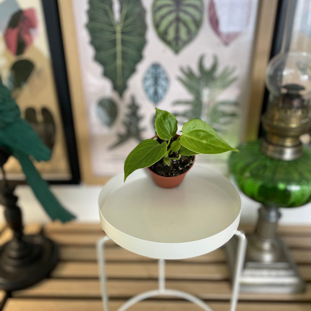 Baby Anthurium Veitchii
