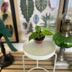 Baby Anthurium Veitchii