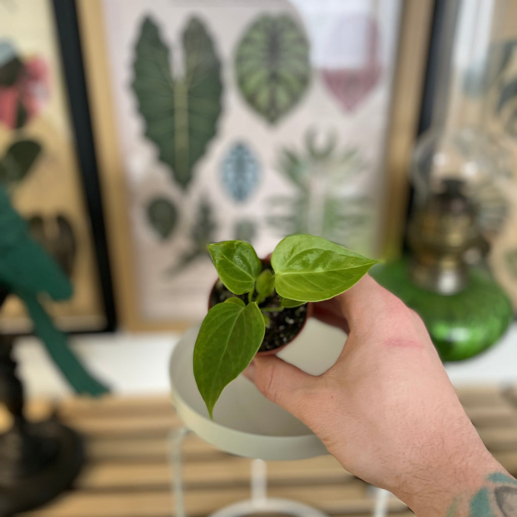 Baby Anthurium Veitchii